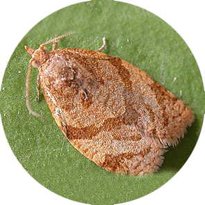 Summer Fruit Tortrix - <em>Adoxophyes orana</em>