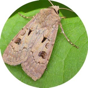 Heart and Dart Moth - <em>Agrotis exclamationis</em>