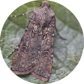Common Cutworm - <em>Agrotis fucosa</em>
