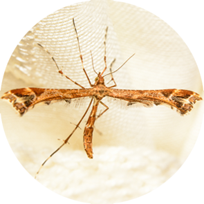 Plume Moth - <em>Amblyptilia acanthadactyla</em>