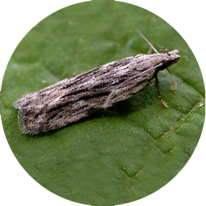 Peach Twig Borer - <em>Anarsia lineatella</em>