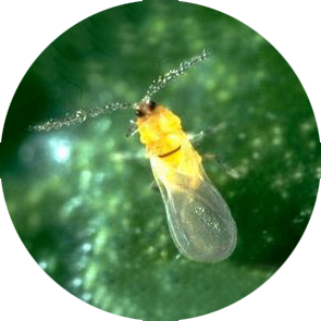 Californian Red Scale - <em>Aonidiella aurantii</em>