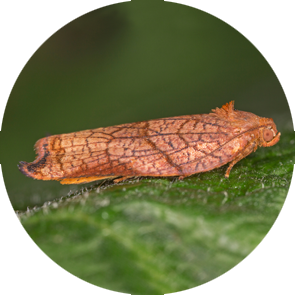Large Fruit Tree Tortrix - <em>Archips podana</em>
