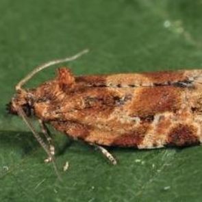 Grape Tortrix - <em>Argyrotaenia pulchellana</em>