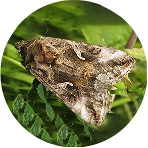 Alfalfa Moth - <em>Autographa californica</em>