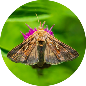 Silver Y Moth - <em>Autographa gamma</em>