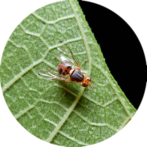 Olive Fruit Fly - <em>Bactrocera oleae</em>