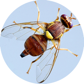 Peach Fruit Fly - <em>Bactrocera zonata</em>