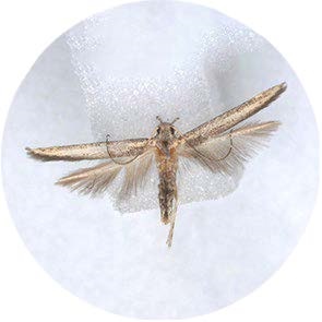 Lesser Date Moth - <em>Batrachedra amydraula</em>