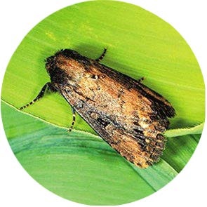 Maize Stalk Borer - <em>Busseola fusca</em>