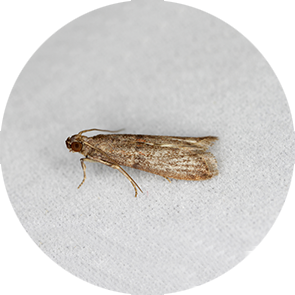 Almond Moth - <em>Cadra cautella</em>