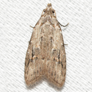 Peach Fruit Moth - <em>Carposina sasakii</em>
