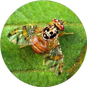Mango Fruit Fly - <em>Ceratitis cosyra</em>