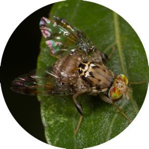 Natal Fruit Fly - <em>Ceratitis rosa</em>