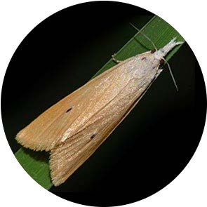 Asiatic Rice Borer - <em>Chilo suppressalis</em>
