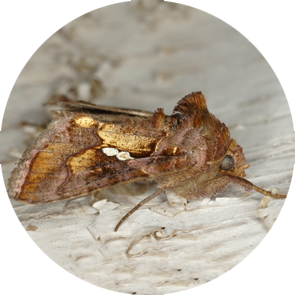 Tomato Looper - <em>Chrysodeixis chalcites</em>