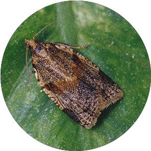 Cabbage Leaf Roller - <em>Clepsis spectrana</em>