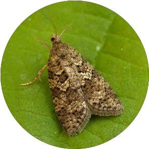 Flax Tortrix - <em>Cnephasia asseclana (interjectana)</em>