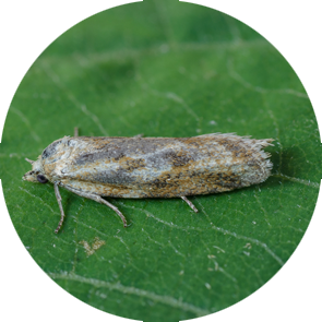 Omnivorous Leaf Tier - <em>Cnephasia longana</em>