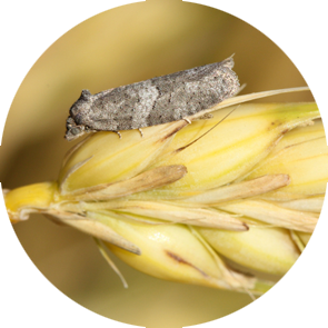 Cereal Tortrix - <em>Cnephasia pumicana</em>