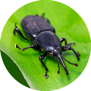 Banana Weevil - <em>Cosmopolites sordidus</em>