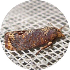 Macadamia Borer - <em>Cryptophlebia batrachopa</em>