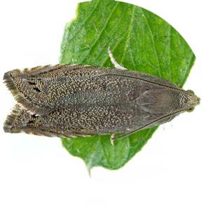 Pea Moth - <em>Cydia nigricana</em>