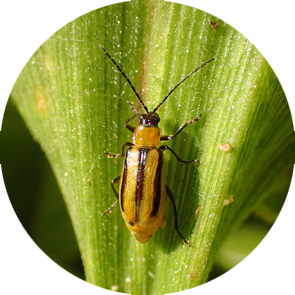Western Corn Rootworm - <em>Diabrotica v. virgifera</em>