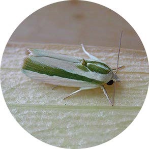 Rough (Spotted) Boll Worm - <em>Earias vittella</em>