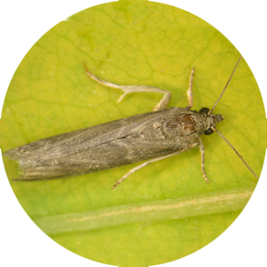 Carob Moth - <em>Ectomyelois ceratoniae</em>