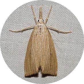Mexican Rice Borer - <em>Eoreuma loftini</em>
