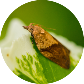Light Brown Apple Moth - <em>Epiphyas postvittana</em>
