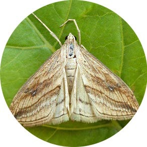 Garden Pebble - <em>Evergestis forficalis</em>