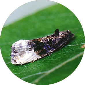 Marbled Orchard Tortrix - <em>Hedya nubiferana</em>