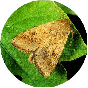 Cotton Boll Worm - <em>Helicoverpa armigera</em>