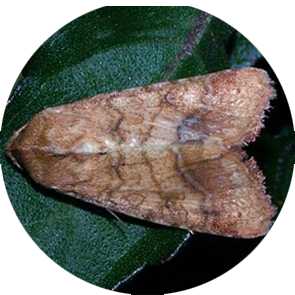 Oriental Tobacco Bud worm - <em>Helicoverpa assulta</em>