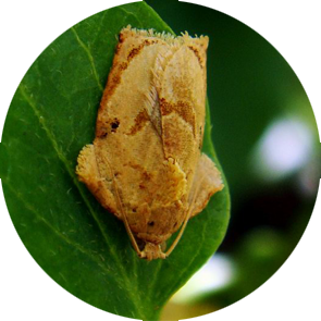 Tea Tortrix - <em>Homona coffearia</em>