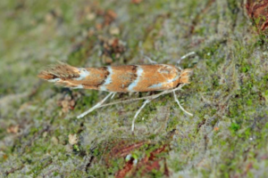 Horse-Chestnut-Leaf-Miner