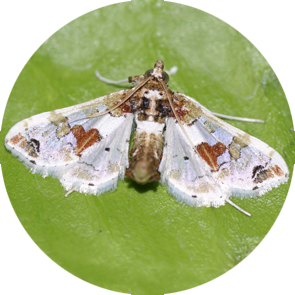Eggplant Fruit Borer - <em>Leucinodes orbonalis </em>