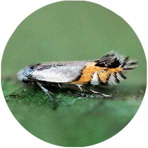 Pear Blister Moth - <em>Leucoptera malifoliella (Scitella)<em>