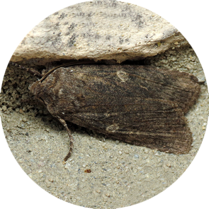 Dowdy Pinion Moth - <em>Lithophane unimoda</em>