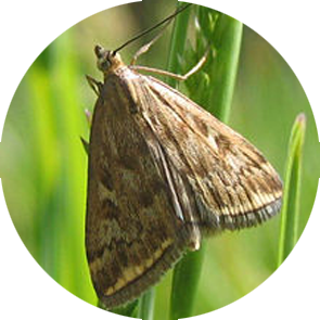 Beet Webworm - <em>Loxostege sticticalis</em>