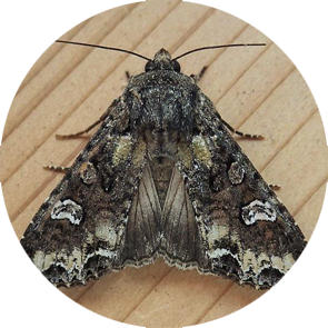Bertha Army Worm - <em>Mamestra configurata</em>