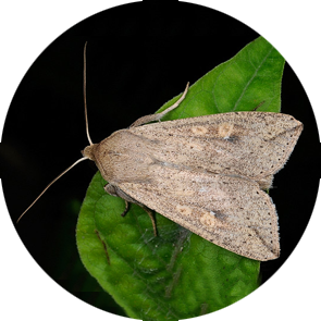 Oriental Armyworm - <em>Mythimna separata</em>