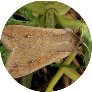 Rice Army Worm - <em>Mythimna unipuncta</em>