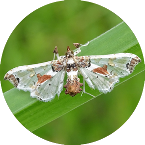 Tomato Fruit Borer  - <em>Neoleucinodes elegantalis</em>