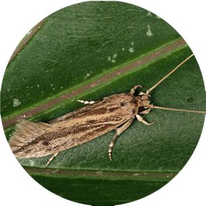 Banana Moth - <em>Opogona sacchari</em>