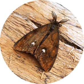 Vapourer Moth - <em>Orgyia antiqua</em>