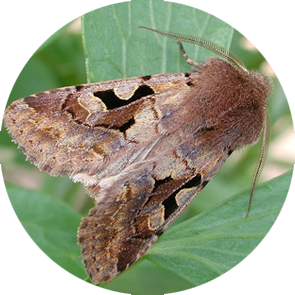 Hebrew Character Moth - <em>Orthosia gothica<em>