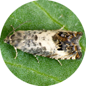 Chestnut Leaf Roller - <em>Pammene fasciana</em>